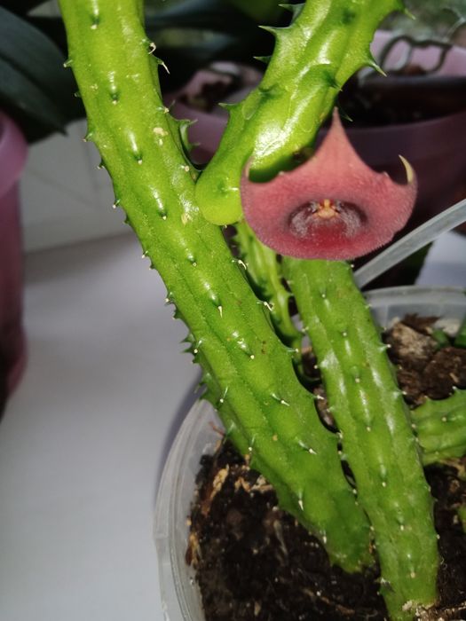 Толстянка  И Обрея.