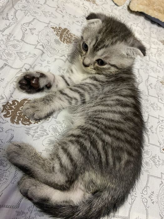 Продается котенок