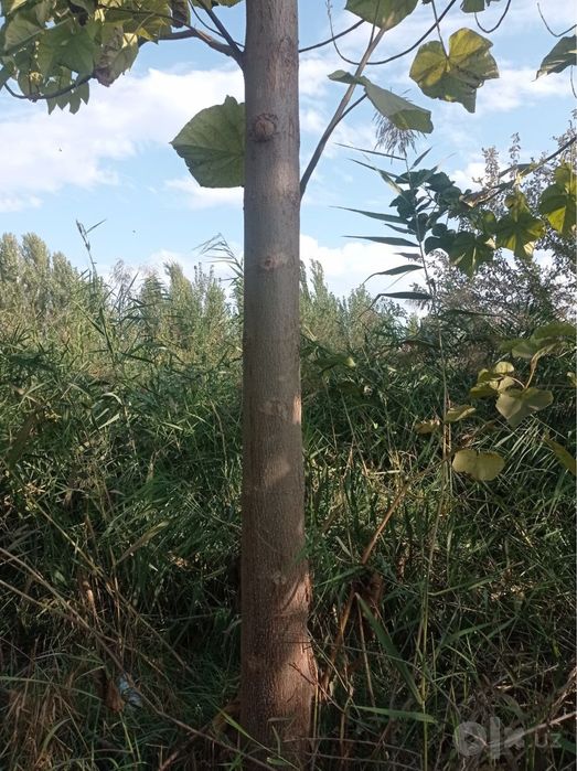 Павлония 5 йиллик