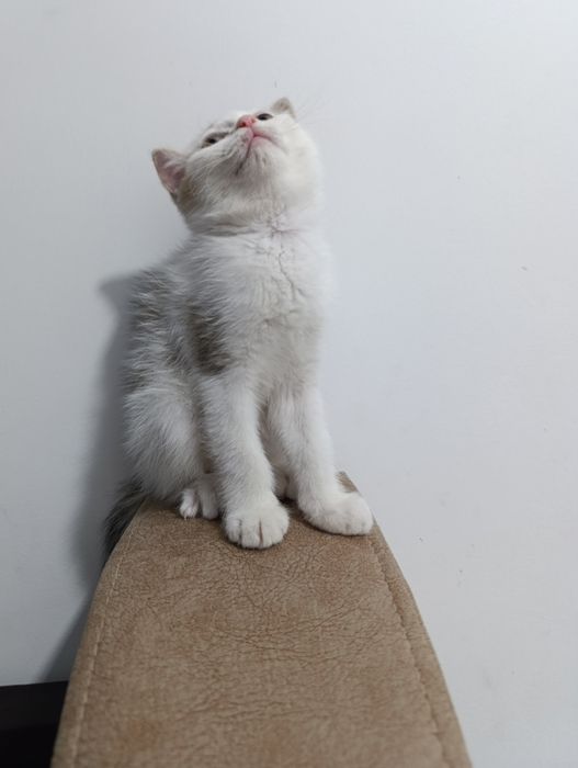 Скоттиш страйт ва Скоттиш фолд (окрас шиншилла)