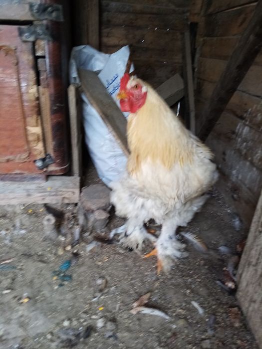 Doi din trei vor altă casă