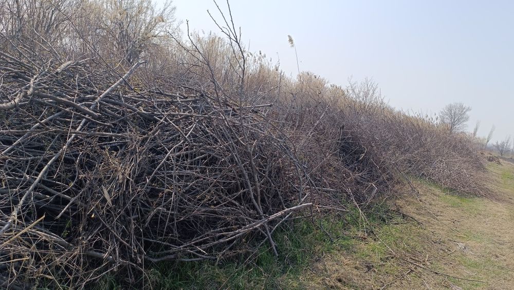 Daraxt shohlari sotiladi. Quruq o'tin.