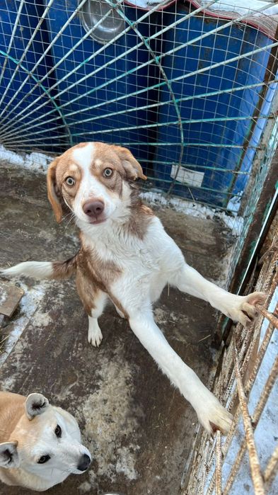 Красивая собака ищет дом