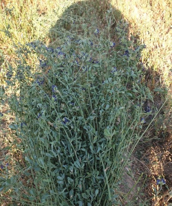 Пресс шёп сатылады жонышқа