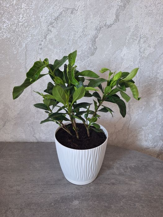 Гардения жасминовидная