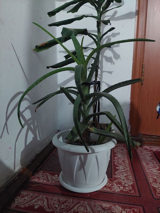 Продам Алоэ веру.