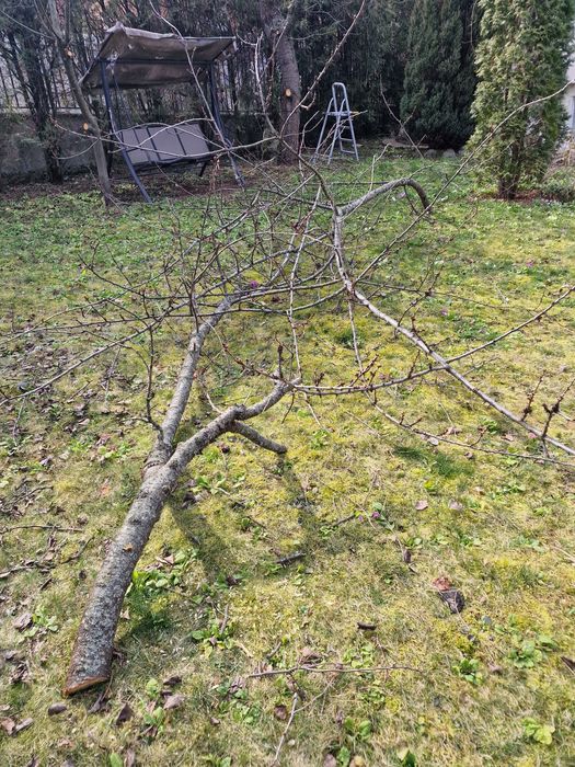 Клони/дърва за печка безплатно