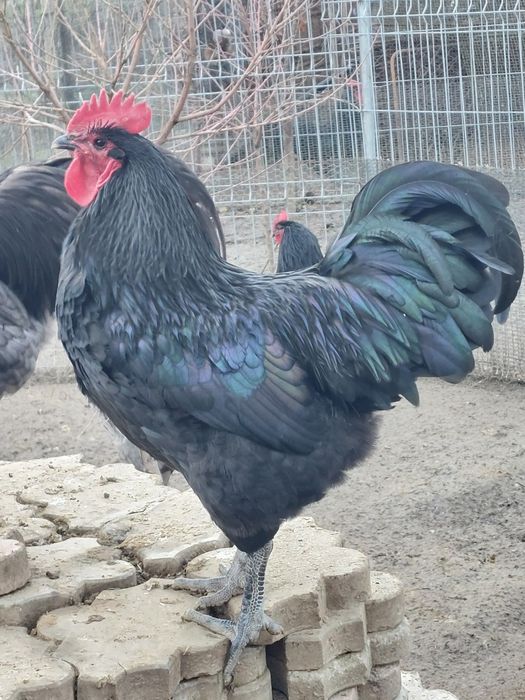 Cocos Australorp  9 luni negri ,gri/splash