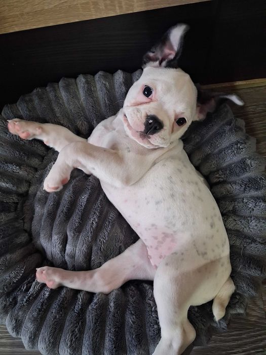 Френски булдог на 5 месеца