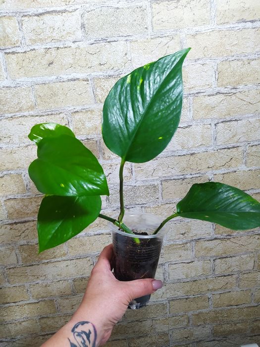 Продам комнатные растения