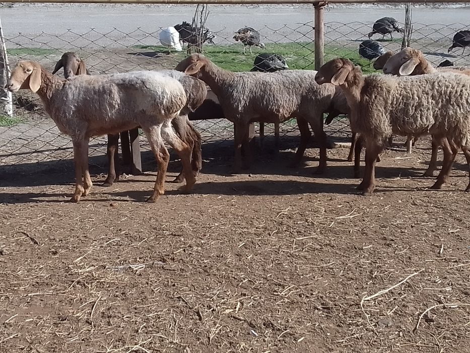 Киргиз мода арашан куйлари