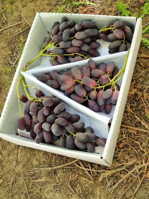 Продается саженцы винограда