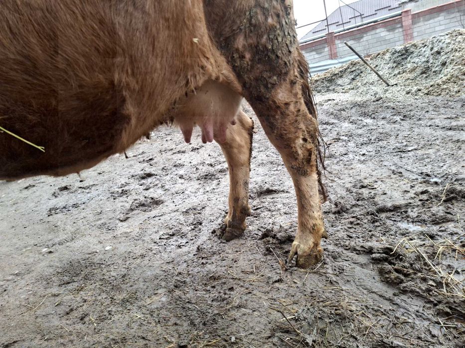 Стельная корова ...