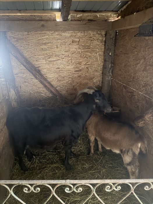 Capră și iadă anglonubian