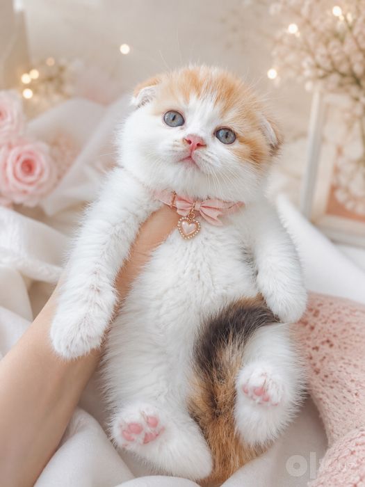 Продается милая Фолд