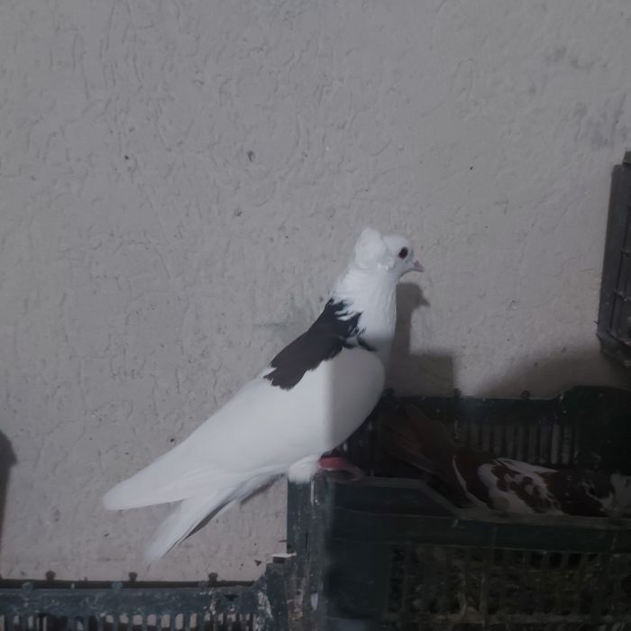 Чернашейк самец лет игра тяга канкретна