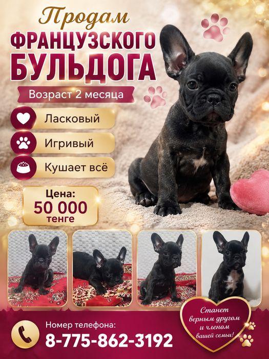 Продам щенков Французский бульдог