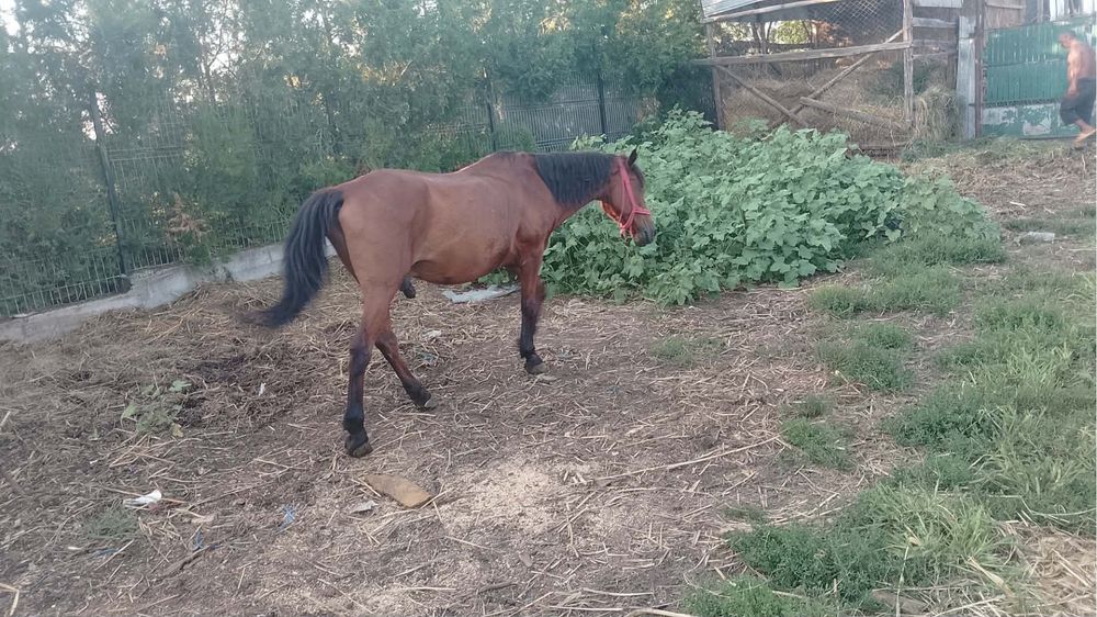 Vând cal 14 ani mai multe detalii de la nr