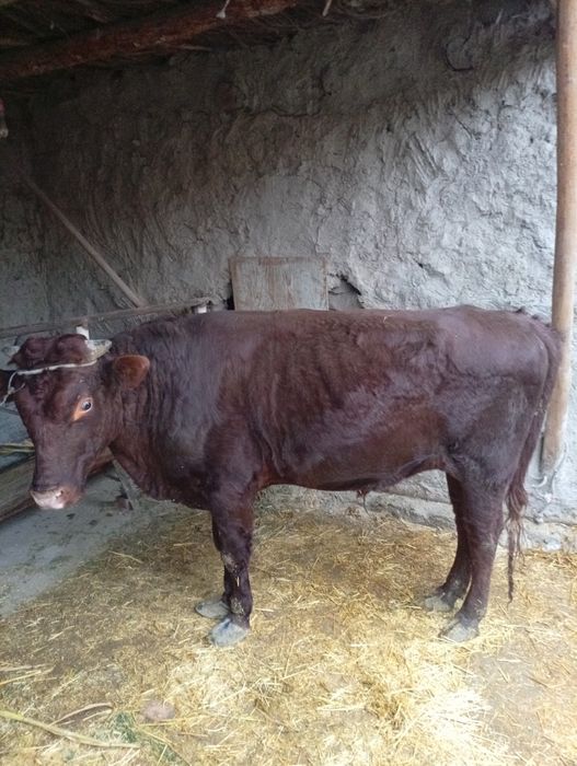 Buqa sotiladi narxni kelishamiz