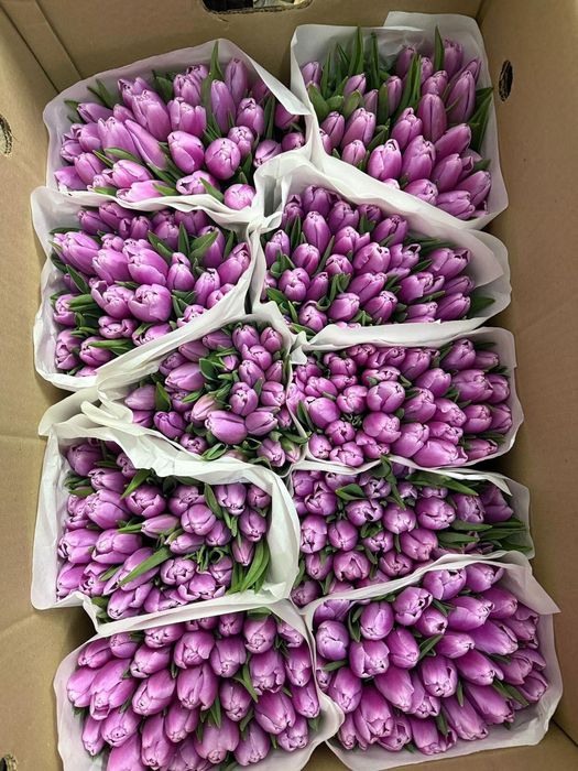 Тюльпаны Доставка