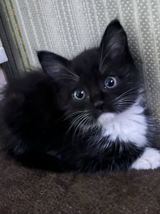 Девочка 2 месяца в любящие руки