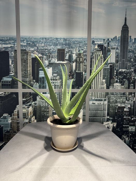 Продам Алоэ вера