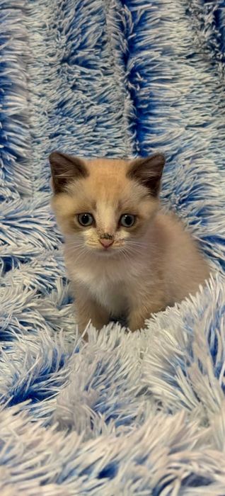 Отдам красивого котика