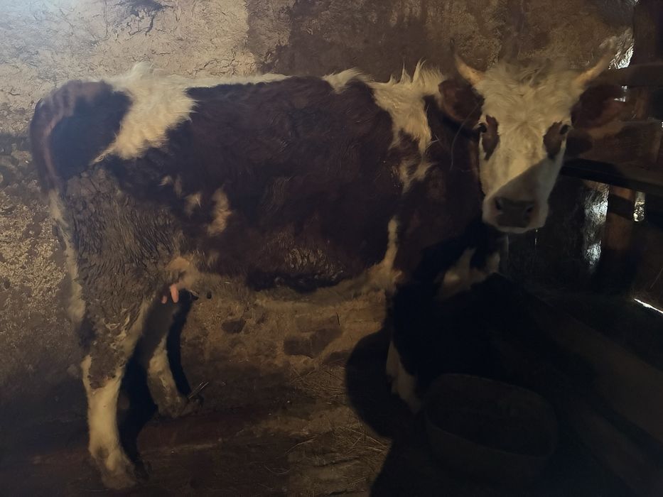 Продам Байтал коров бычков