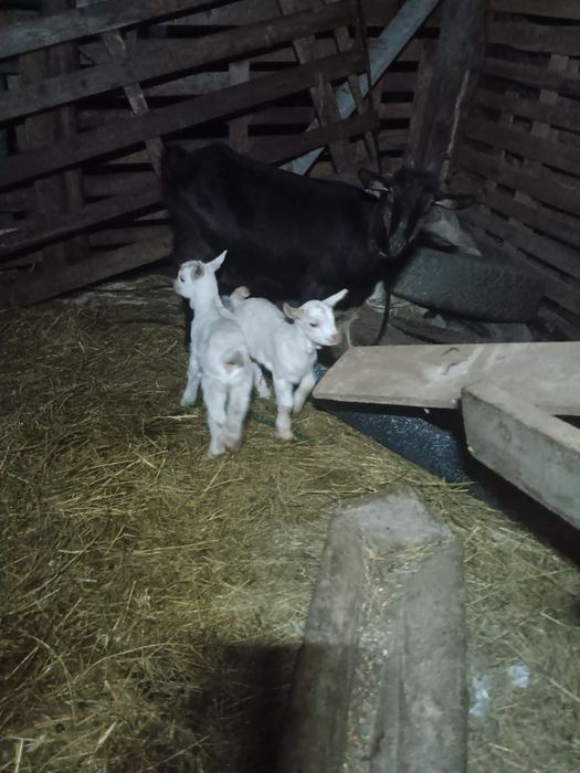 Schimb capra cu o oaie