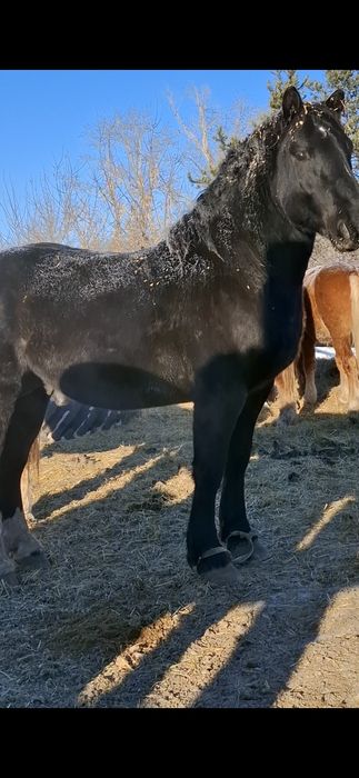 Жеребцы,Советские тяжеловозы