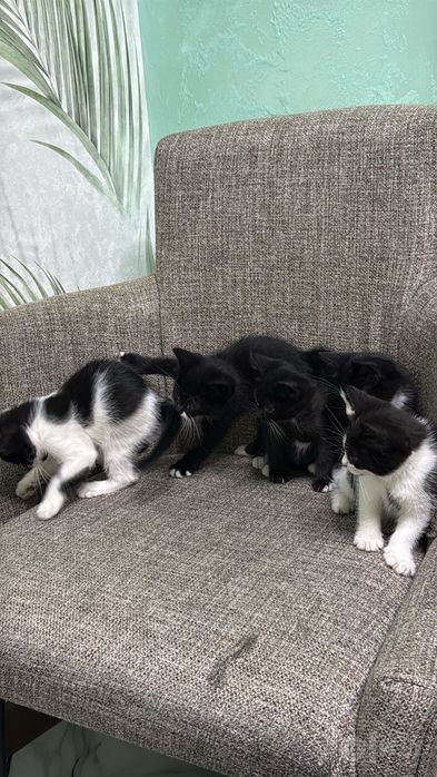 отдадим котят бесплатно