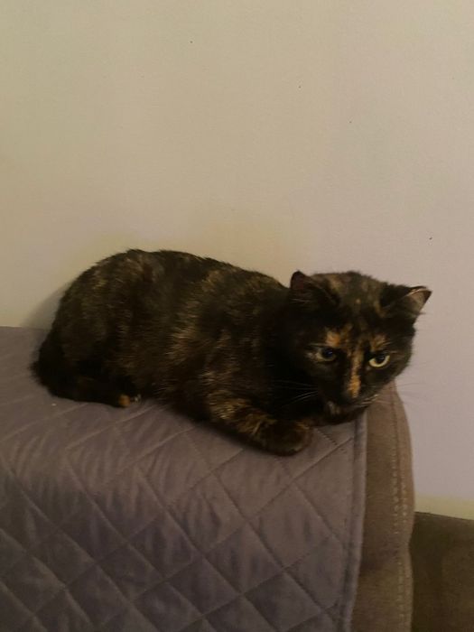 Adoptie pisica tortoishell Hera