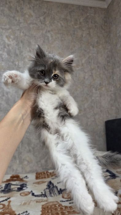 Котёнок девочка метиска