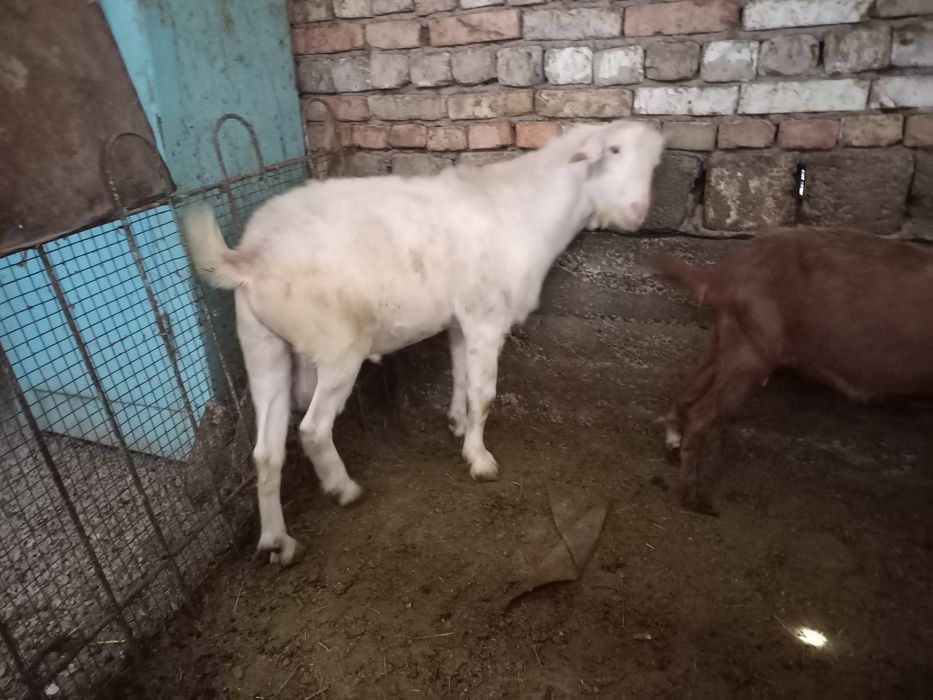 Зотли,жуда чаккон ва эпчил ТАКА сотилади, нархи 400$