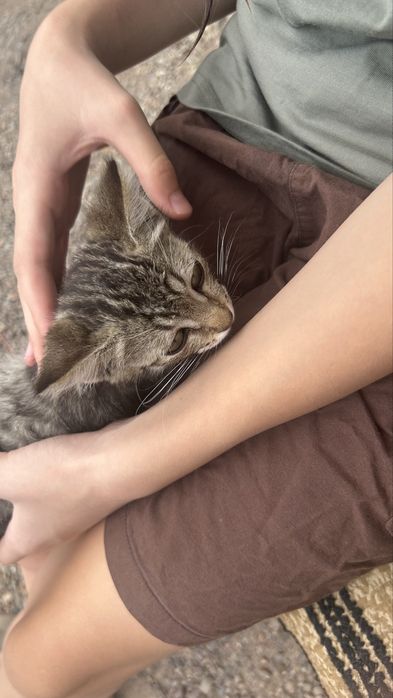 Кошка,марғау өте сүйкімді марғау кішкентай