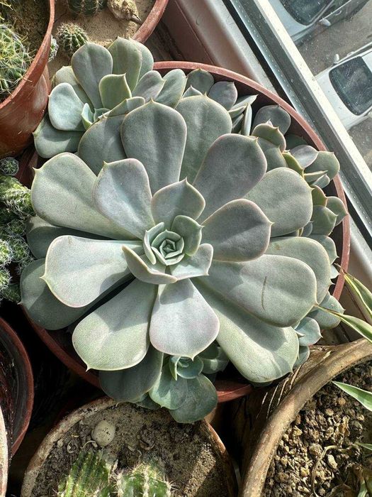 Продаю цветы  (кактусы сортовые, денежное дерево, каменная роза )