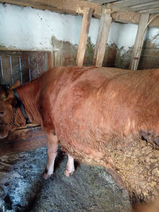 Vând două juninci, preț pe bucată