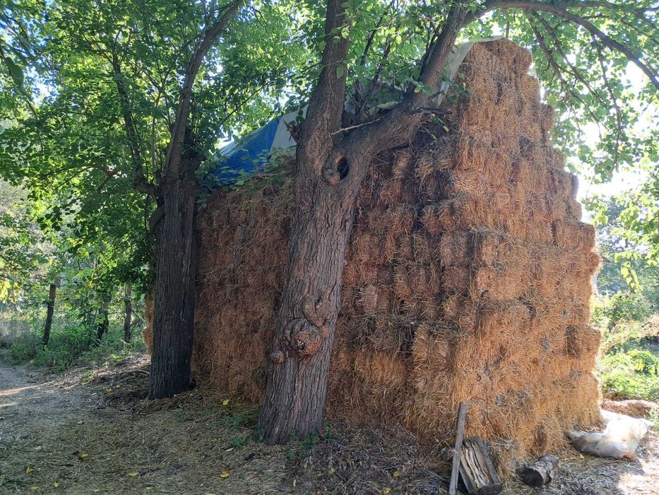 Disponibil 100 baloti paie ovaz