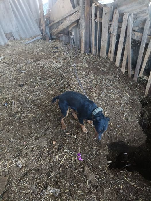 Ягдтерьер кабель