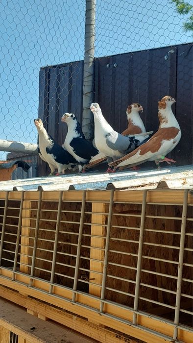 Porumbei gălățeni