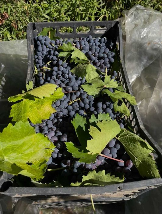 Struguri de masa Romanesti - Jud Prahova / Com Tataru / Sat Podgoria