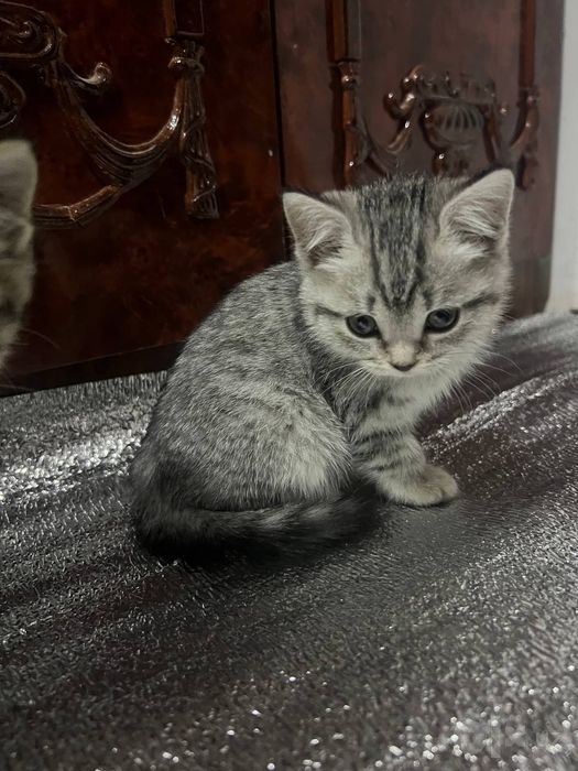 Британские короткошёрстные котята