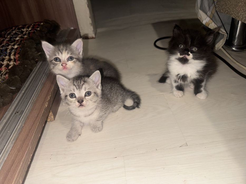 Котята бесплатно