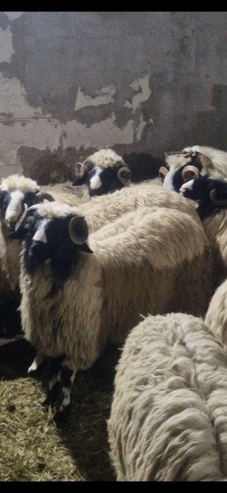 Disponibilu 10 berbecutii si un berbec