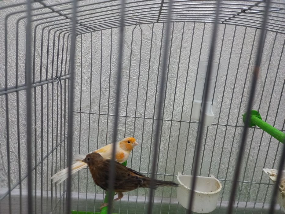 Канарейка сотилади.