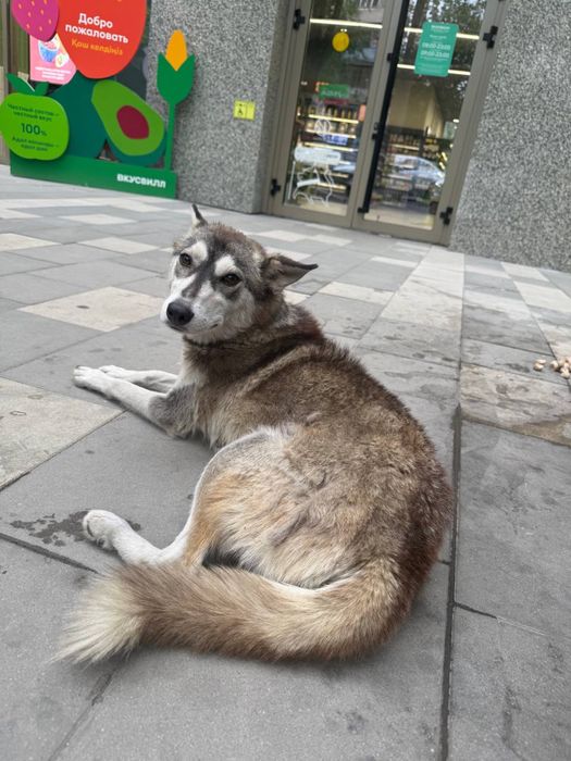 Собака Лайка ищет дом