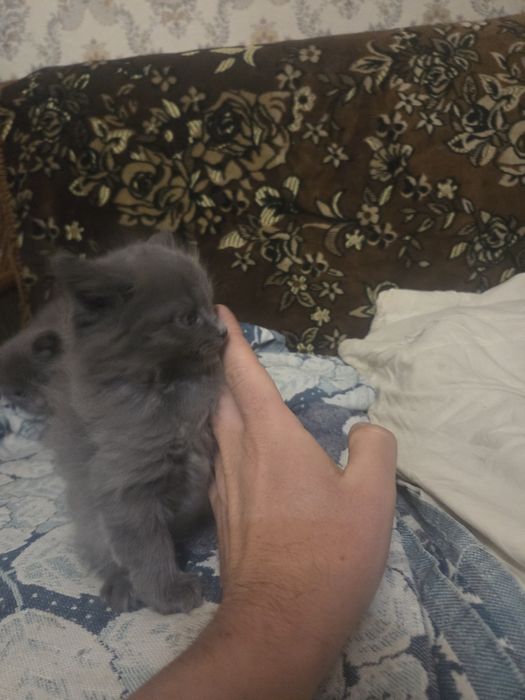 Котята , 4 штуки