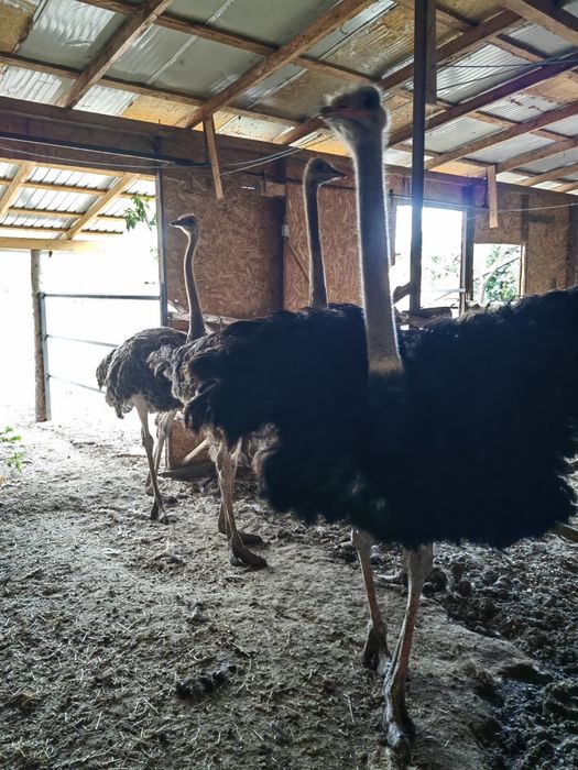 Familii struti african /Adulti