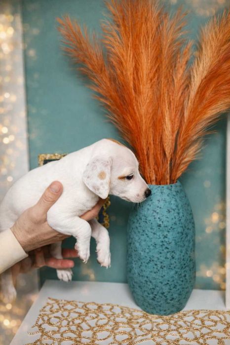 Джак Ръсел момче