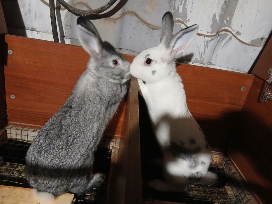 Продаются кролики с